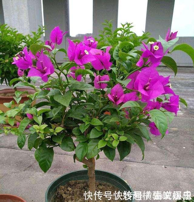 45种三角梅品种,红、橙、黄、绿、白、紫,每一种都很好看!