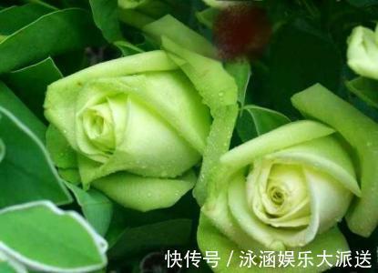 愿望|神奇的绿玫瑰，只要朝着它许愿，愿望就能实现！