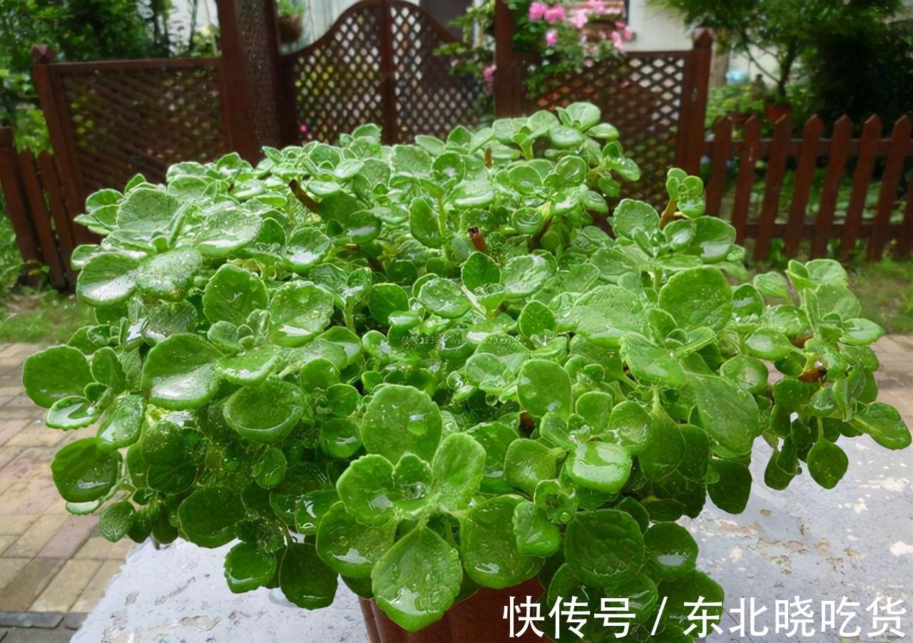 人养花,花亦养人,能促进“睡眠”的9种花,卧室再小也要养