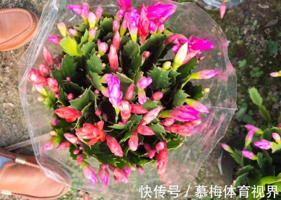 蟹爪兰度夏如渡劫，日常盆栽做好此3点，秋凉才能呼呼窜花苞