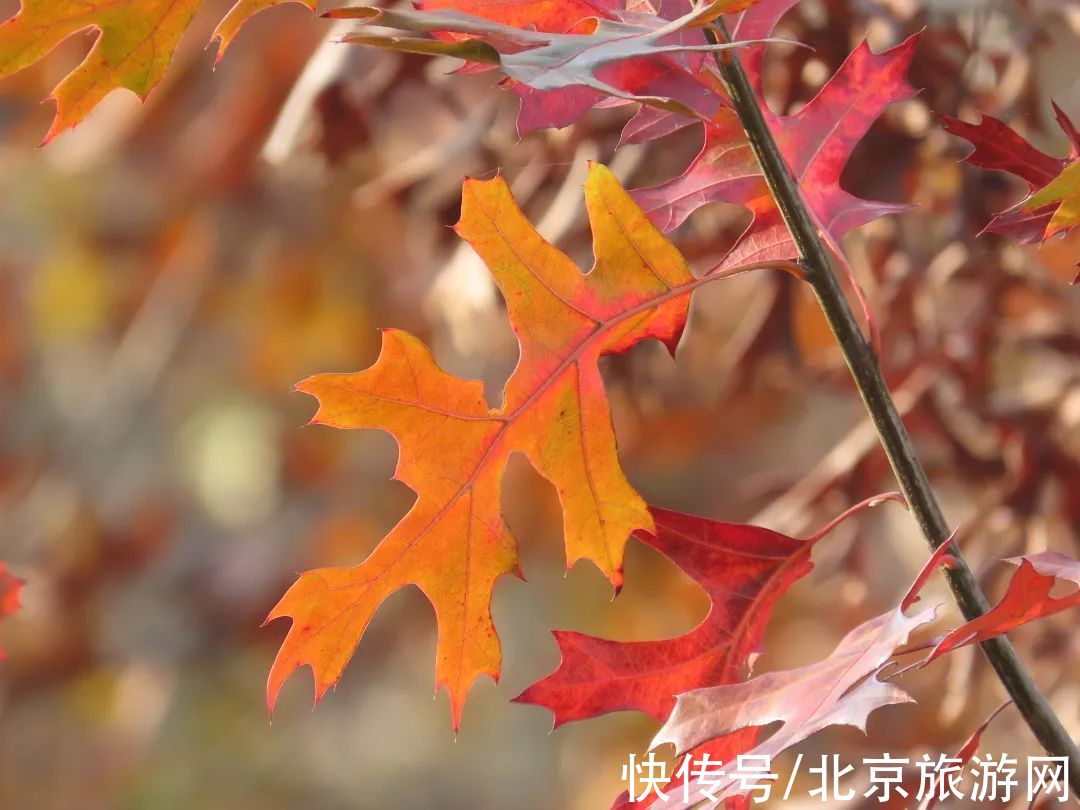 望京楼|秀色满山，疏木绿黄，来百望山感受流年暗换的初冬雅趣吧