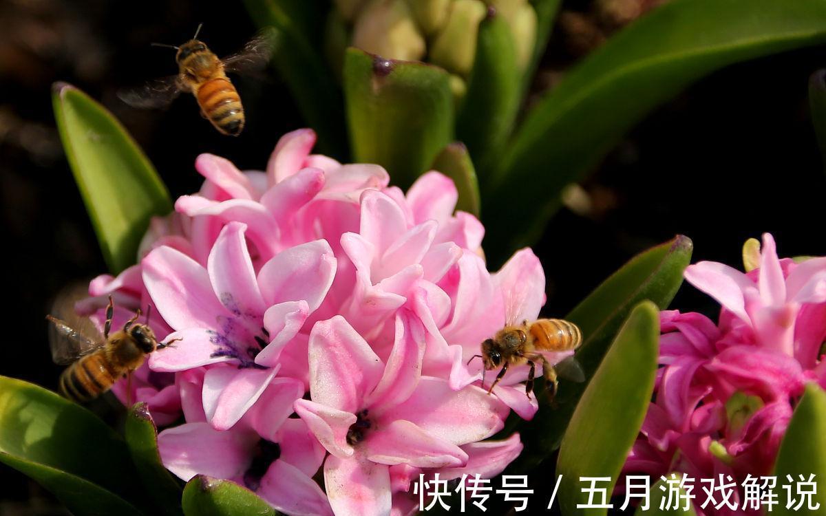 6种“球根”花适合冬季养,有的“开花鲜艳”,有的“香气怡人”