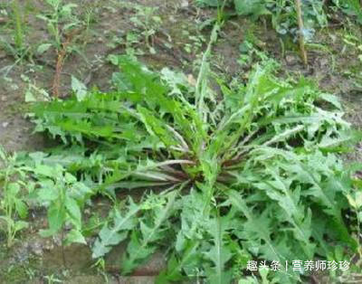 奇效|癌症最怕的3种野菜，营养健康，预防癌症有奇效，大家不妨了解下