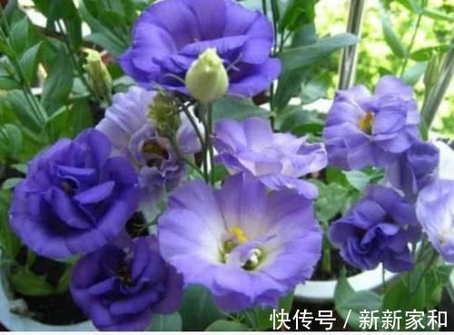 洋桔梗花|4种福运花，好养开花漂亮，一开就是300天，你养了吗