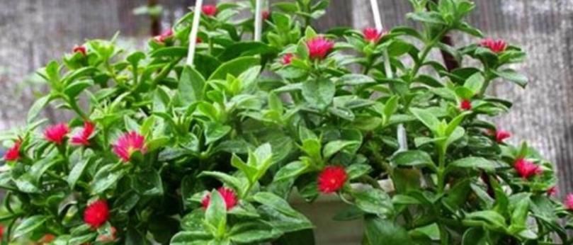 枝条|5种花不用买?掐个枝条就能繁殖一大盆,省钱又实用,好养