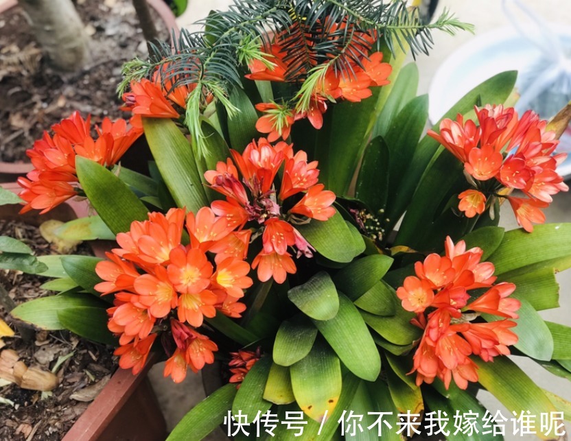 君子兰3大养护难题,一次性给你解决,今年准时开花!