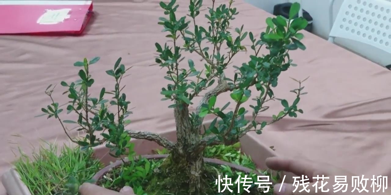 树型|要想盆景后期造型好,前期审桩很重要