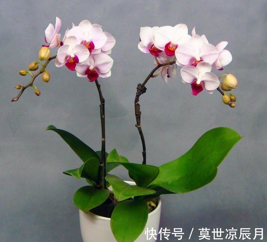 水苔|蝴蝶兰怎么浇水,三句话概括了浇水的全部窍门