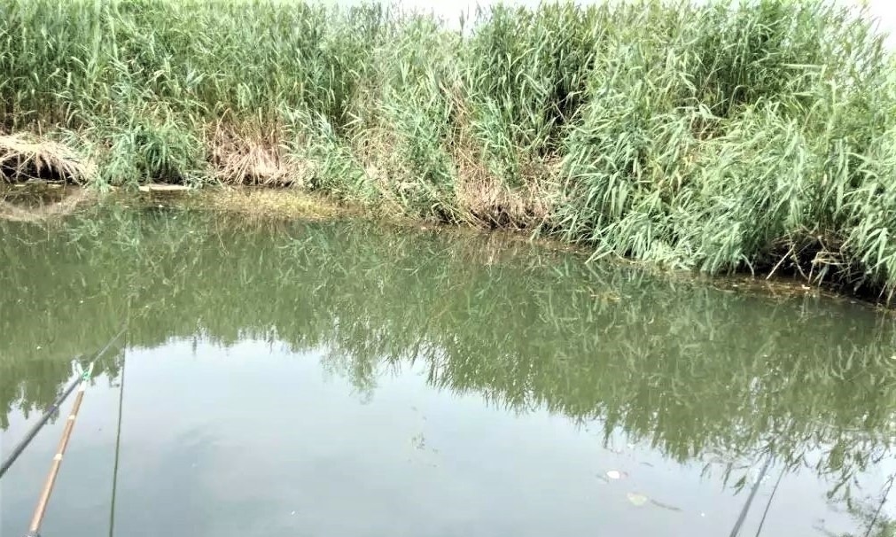 窝点|夏季野钓,突然无鱼口,不是钓技不好,原来是这几种因素