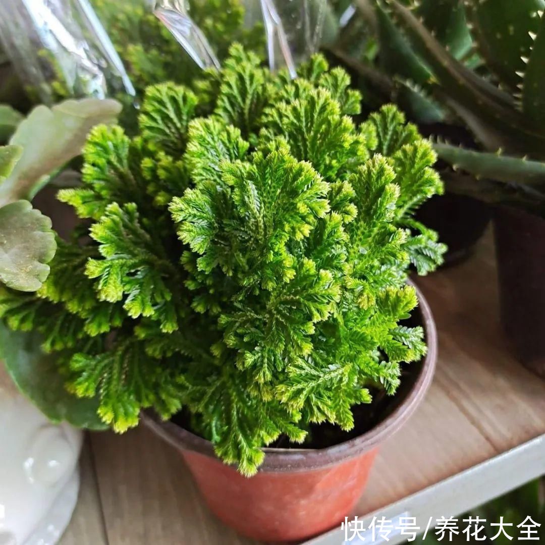 山上遇到“还魂”草，千万不要挖，养不活还破坏环境