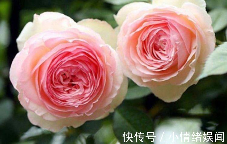 鲜艳|4种花便宜又好养,开花超漂亮,越热开花越多,家中必养