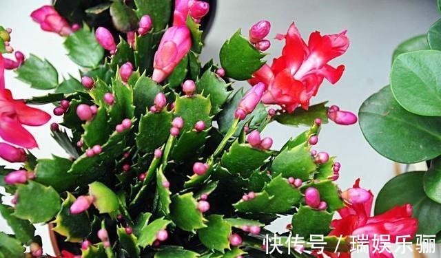 蟹爪兰叶子长出须根是怎么回事教你小窍门,花开爆盆,叶如瀑布