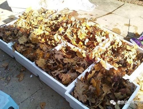 腐叶土|自制4种营养土，再也不板结烂根，大白根能挤破盆！
