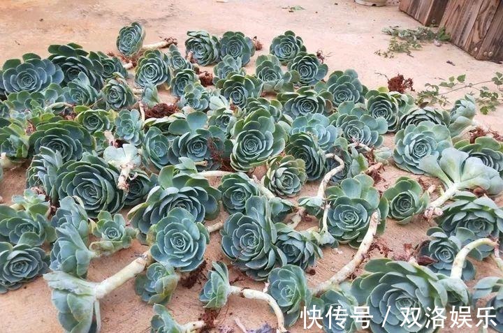 浇水|6种多肉太难养,赶紧留个种,省得每年都要重新买!