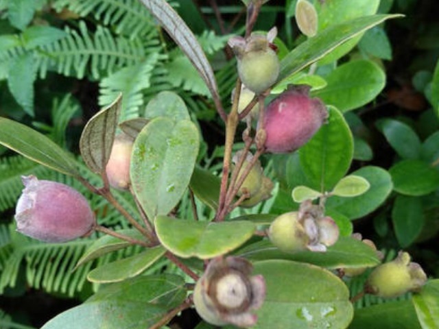 手脚冰凉|一种山上的黑色小野果,拿来泡酒喝,让你手脚不冰凉,头发更黑亮