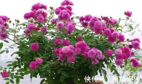 长春花|世界六大花期最长的花,养一盆全年有花赏,快看看你养过没