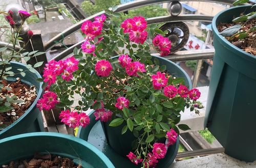  花型|花型最小的月季，一开就是上千朵，抗病性强，香味清新，养护简单