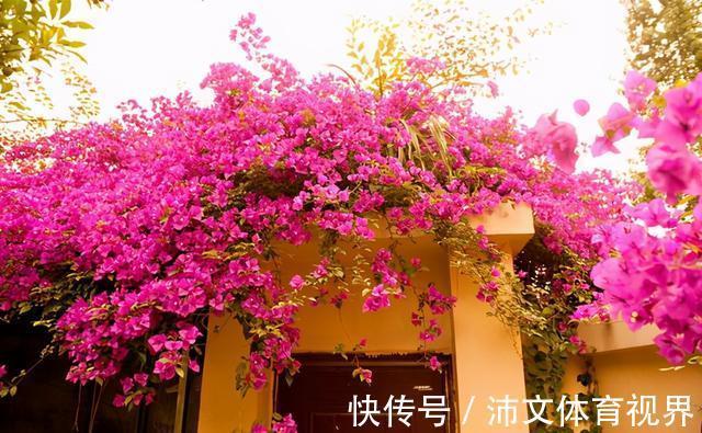 栽种|有院子别空着,栽上3类爬藤花,美成大花海