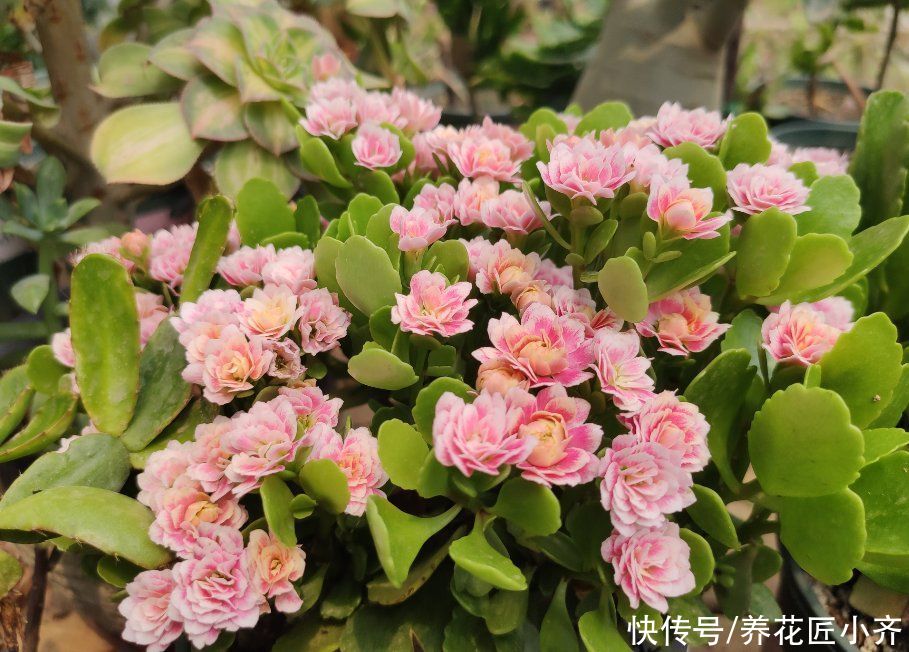 症状|养长寿花要会“观叶”，发现症状，对症下药，才能“药到病除”