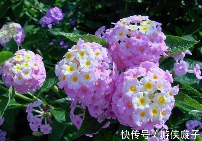 金钟|9种“勤劳花”,别名“天天开”,365天花不断,也不怕累坏了