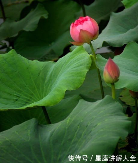 富贵|到了8月份，4属相桃花朵朵，喜事不断，福气进门，迎来富贵