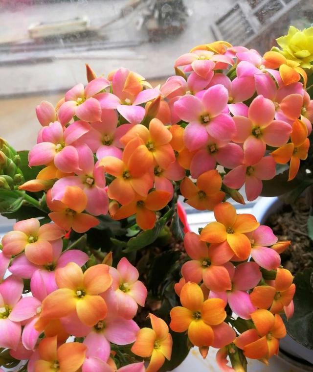 春节最受欢迎的5种花,放家里一盆不吃亏,这样护理年年旺