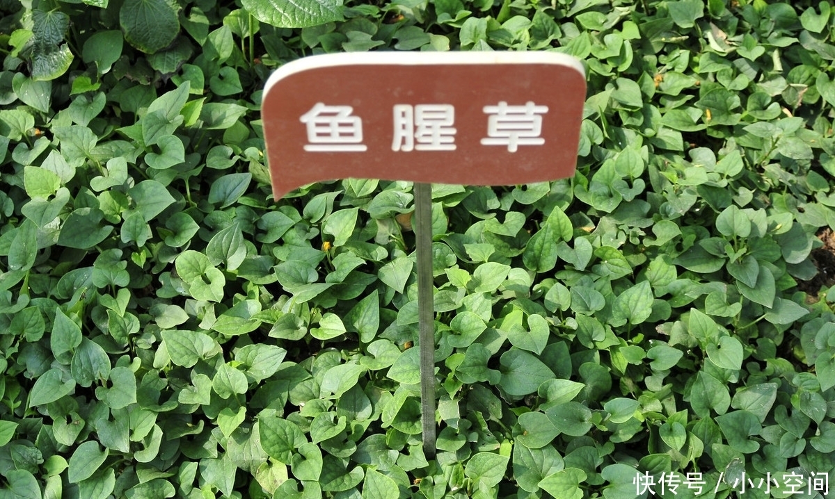 医生:尼古丁最害怕的“玩意”,若戒烟困难,多吃,肺会感谢你