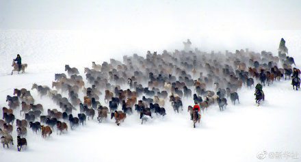 昭苏|新疆昭苏马踏雪原景象壮观