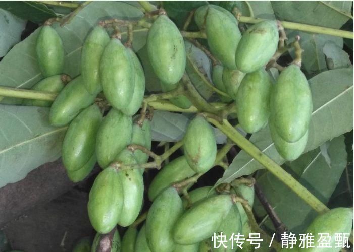 插花|香椿树上结的果实叫啥名有人花钱去农村收集，有什么用吗