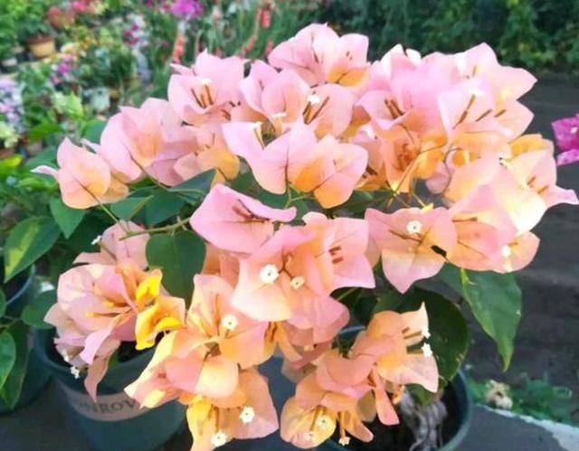 长寿花|养这4种花，夏天不能“偷懒”，没事“剪一剪”，秋季开花就爆盆