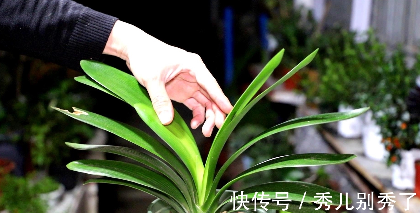 啤酒|家里养君子兰不好看,学会用几样东西,半年不施肥,叶片绿油油