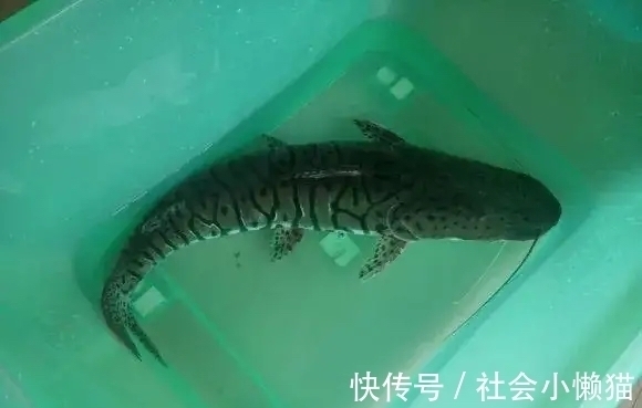 珠江钓起“罕见怪鱼”，全身布满“虎皮”，可能是国家保护鱼类？