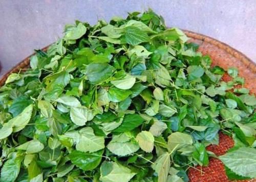  制作|农村植物“神仙树”，树叶可充饥现在卖2元1斤，做豆腐堪称一绝