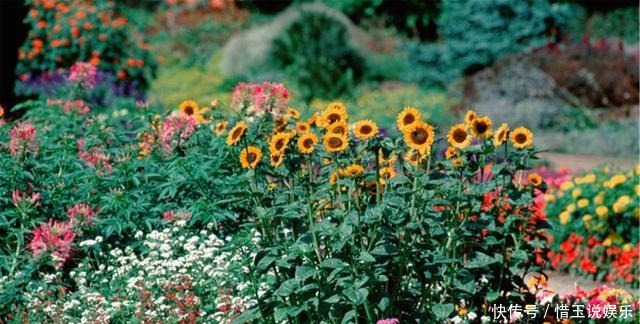 院子|有院子就种4种树,老祖宗留下的“顺口溜”,不是没有道理