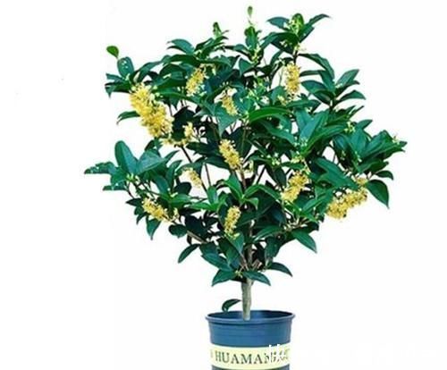 养了几十盆花,香味纯正、花开娇艳的就六种,一起见识一下吧