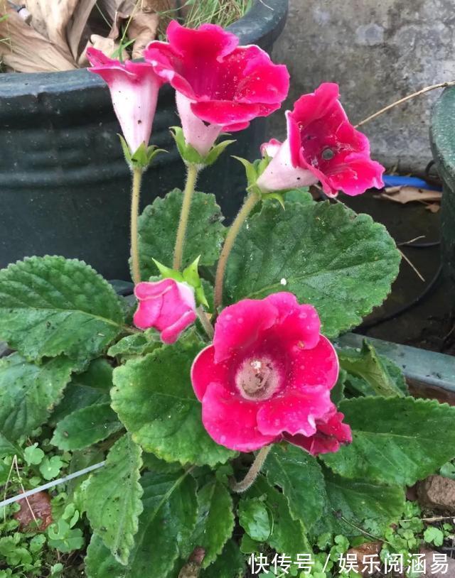 10种不能淋雨的花,淋完雨就死,盆栽养花注意事项