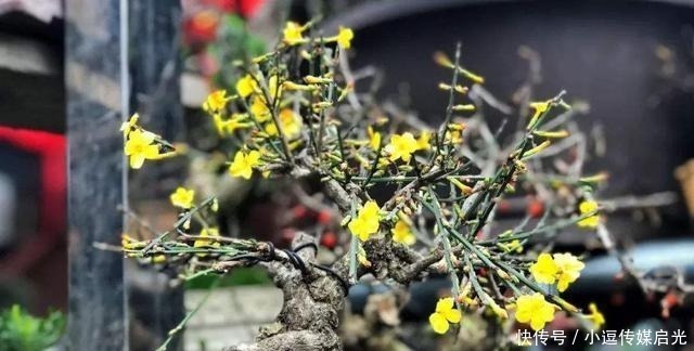 盆景分“大小”,这6种盆景越“小”越值钱,有果子价值翻倍!