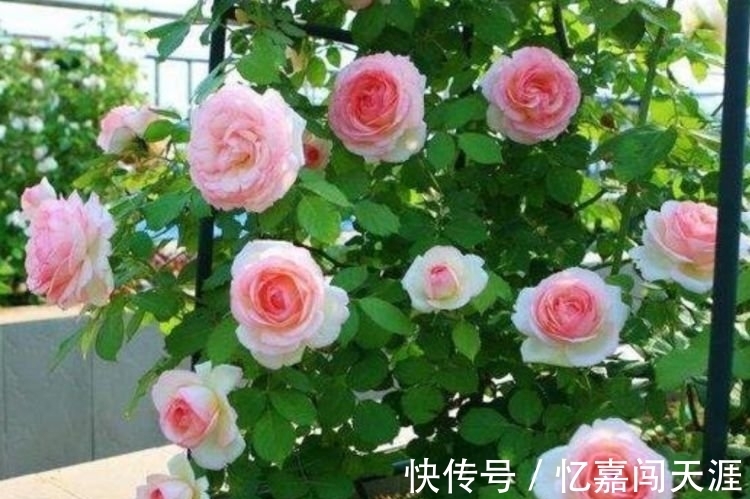 修剪|4种花漂亮又好养,四季花开不断,半月浇水一次,花开压弯枝头