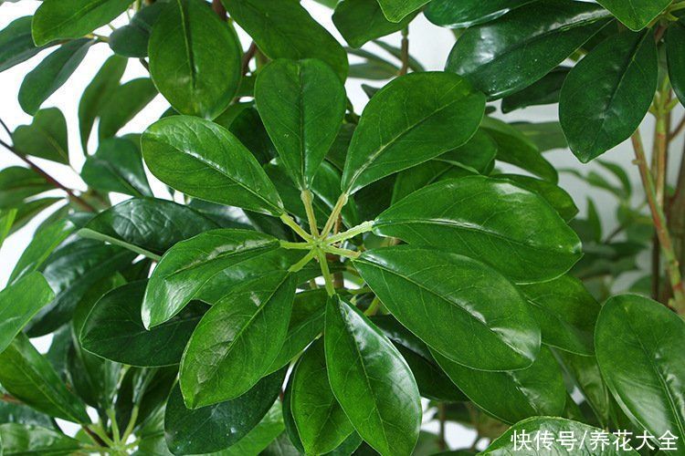 养护鸭掌木的3个技巧，枝繁叶茂，叶子绿油油的