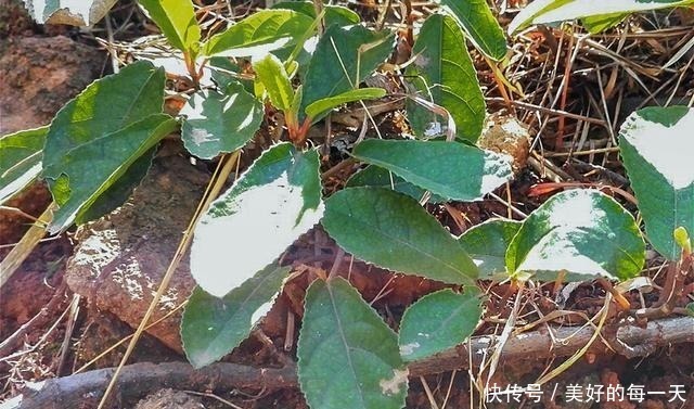 农村|果实长在泥土里,却香甜如蜜,如今农村少见,城里一斤卖70元