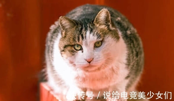 漆器|故宫200多只野猫无人驱赶？院长：它们血统高贵，有自己的粉丝团