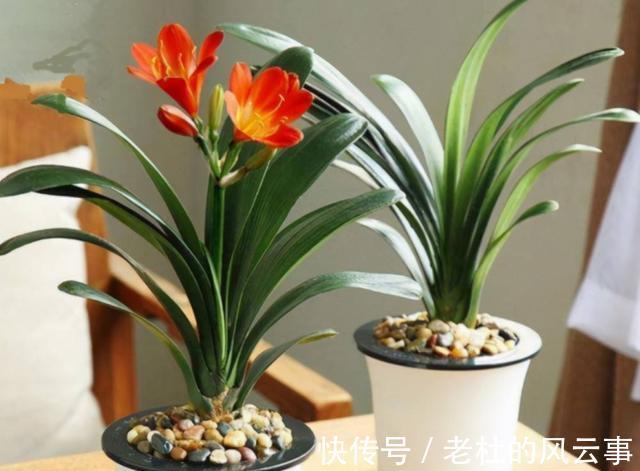 磷酸二氢钾|君子兰还不开花现在“虐一虐”，春节“乖乖”开花，吉祥又喜庆