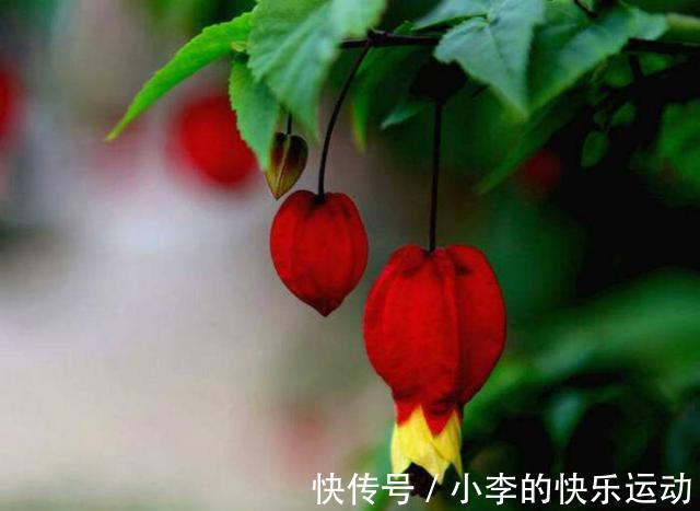 此种花期最长的花,一年365天都在开,好看又吉祥