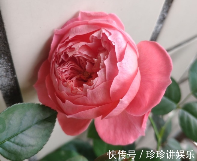 10个最奇葩的月季品种，你可能一个都没见过！