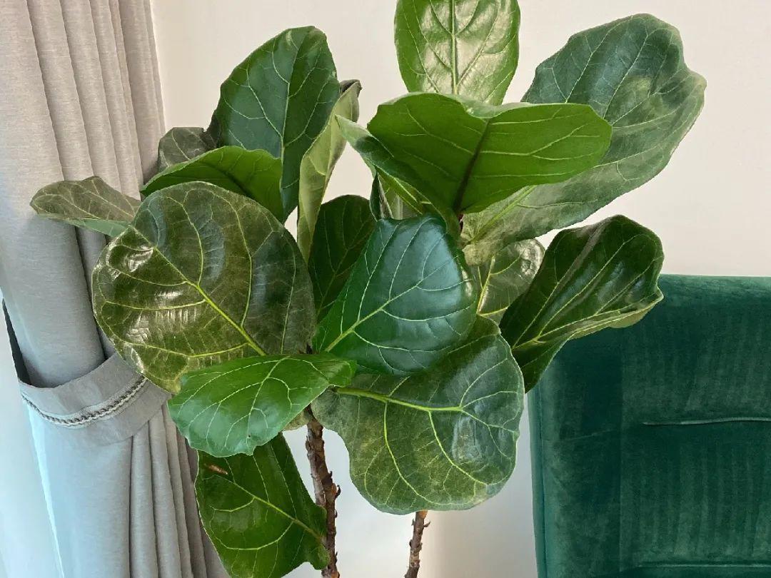 龟背竹是“吸废气”高手,家里放一盆,门窗紧闭也能空气清新!