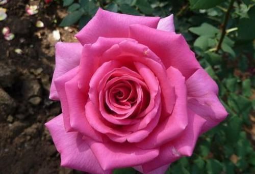 光叶子花|推荐新手养的4种花,全年都开花,花量巨大,气味芬芳