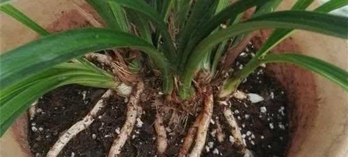 养分|最厉害的养花营养液,给花喝一勺,四季不黄叶,新叶窜不停!