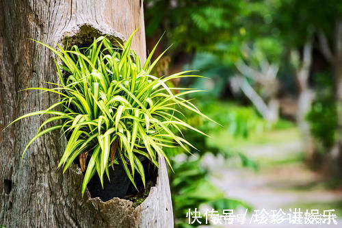 桩子|6块钱的吊兰，3年养成老桩，5年变成1棵小树，做好4点就行