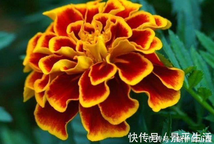 浇水|4种真正“开花王”,沾土就活,家里养一盆,招财又纳福!
