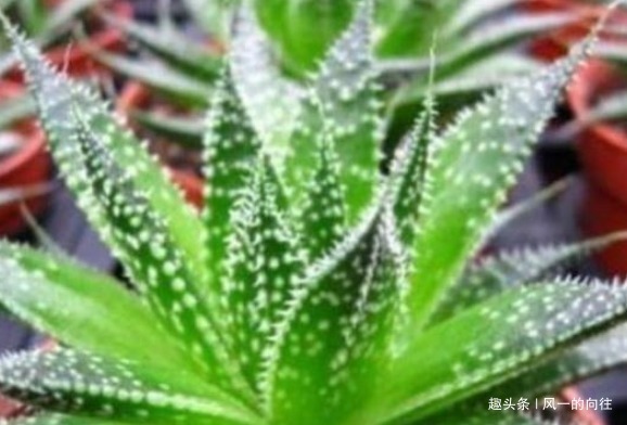 绿萝|家里养这3种植物,净化空气,效果堪比“净化器”,你家养了吗